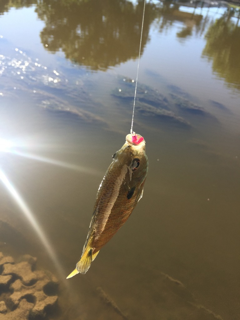 Ultralight Fly Fishing • Sulphur Creek, Lampasas Tx.